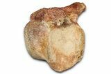 Fossil Plesiosaur (Thililua?) Pectoral Vertebra - Asfla, Morocco #354430-2